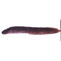 Dictyosoma sp