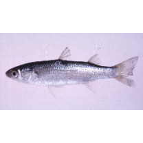 Chelon lauvergnii (Eydoux et Souleyet, 1850)