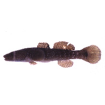 Chaenogobius gulosus (Sauvage, 1882)
