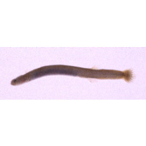 Luciogobius elongatus Regan, 1905