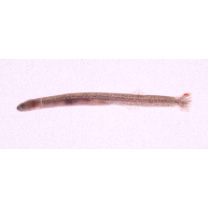 Luciogobius elongatus Regan, 1905
