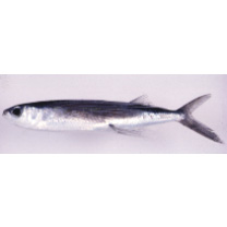 Cypselurus hiraii Abe, 1953