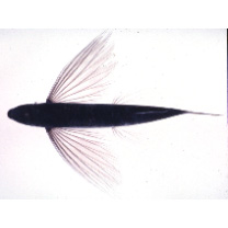 Cypselurus hiraii Abe, 1953