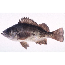 Sebastes inermis species complex