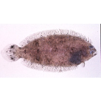 Poecilopsetta plinthus (Jordan et Starks, 1904)