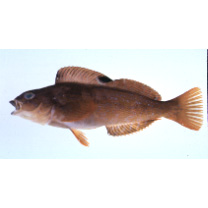 Hexagrammos otakii Jordan et Starks, 1895