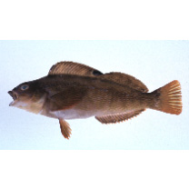 Hexagrammos otakii Jordan et Starks, 1895