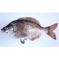 Ditrema temminckii temminckii Bleeker, 1853