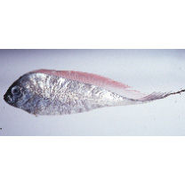 Desmodema polystictum (Ogilby, 1898)