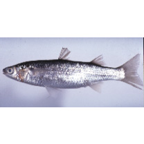 Chelon lauvergnii (Eydoux et Souleyet, 1850)