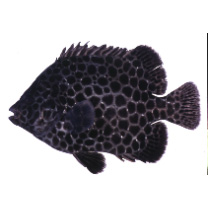 Oplegnathus punctatus (Temminck et Schlegel, 1844)