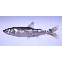 Tribolodon hakonensis (Gunther, 1877)