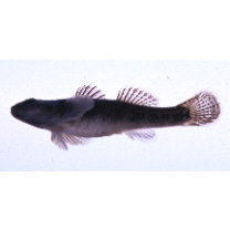 Rhinogobius flumineus (Mizuno, 1960)
