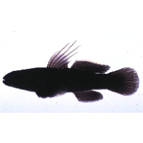 Tridentiger obscurus (Temminck et Schlegel, 1845)