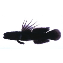 Tridentiger obscurus (Temminck et Schlegel, 1845)