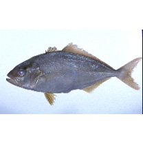 Seriola dumerili (Risso, 1810)