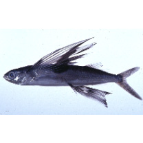 Cypselurus furcatus (Mitchill, 1815)