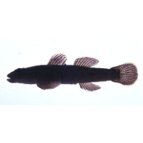 Rhinogobius sp. OR (morphotype Shinjiko)