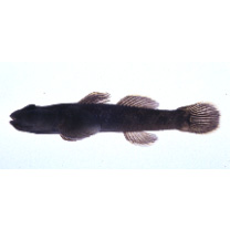 Rhinogobius sp. OR (morphotype Shinjiko)