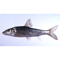 Hemibarbus barbus (Temminck et Schlegel, 1846)