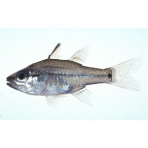 Fibramia amboinensis (Bleeker, 1853)