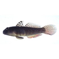 Exyrias puntang (Bleeker, 1851)