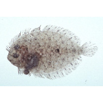 Bothus pantherinus (Ruppell, 1830)