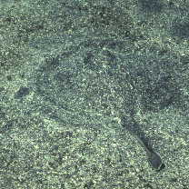 Urolophus aurantiacus Muller et Henle, 1841