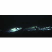 Mugil cephalus cephalus Linnaeus, 1758