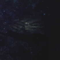 Epinephelus morrhua (Valenciennes, 1833)