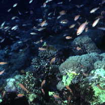 Pseudanthias dispar (Herre, 1955)