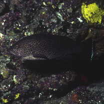 Epinephelus areolatus (Forsskal, 1775)