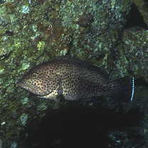 Epinephelus areolatus (Forsskal, 1775)