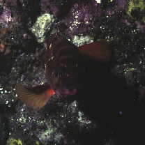 Epinephelus fasciatus (Forsskal, 1775)