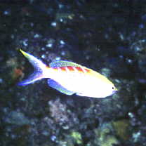 Pseudanthias flavoguttatus (Katayama et Masuda, 1980)
