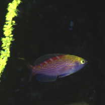 Pseudanthias flavoguttatus (Katayama et Masuda, 1980)