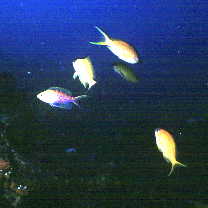 Pseudanthias flavoguttatus (Katayama et Masuda, 1980)