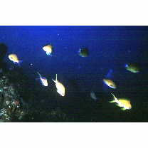 Pseudanthias flavoguttatus (Katayama et Masuda, 1980)