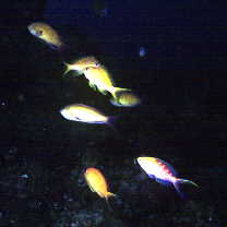 Pseudanthias flavoguttatus (Katayama et Masuda, 1980)