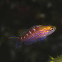 Pseudanthias flavoguttatus (Katayama et Masuda, 1980)