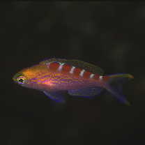 Pseudanthias flavoguttatus (Katayama et Masuda, 1980)