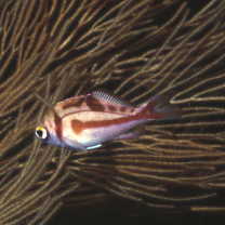 Caprodon schlegelii (Gunther, 1859)