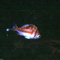 Caprodon schlegelii (Gunther, 1859)