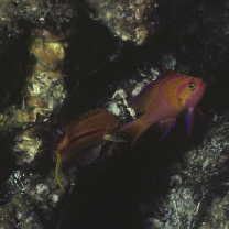 Pseudanthias leucozonus (Katayama et Masuda, 1982)
