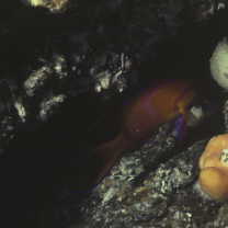 Pseudanthias leucozonus (Katayama et Masuda, 1982)