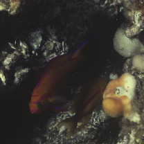 Pseudanthias leucozonus (Katayama et Masuda, 1982)
