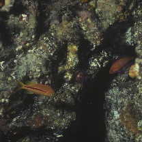 Pseudanthias leucozonus (Katayama et Masuda, 1982)