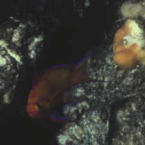 Pseudanthias leucozonus (Katayama et Masuda, 1982)