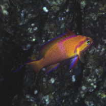 Pseudanthias leucozonus (Katayama et Masuda, 1982)