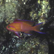 Pseudanthias leucozonus (Katayama et Masuda, 1982)